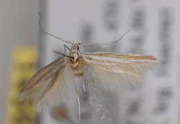 Image of Coleophora cyrniella Rebel 1926