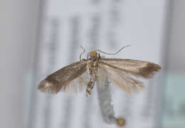 Image of Argyresthia glabratella Zeller 1847