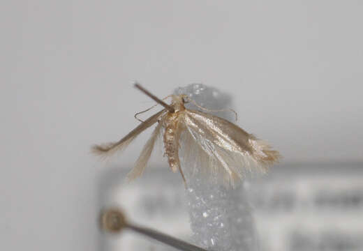 Image de <i>Argyresthia tarmanni</i>