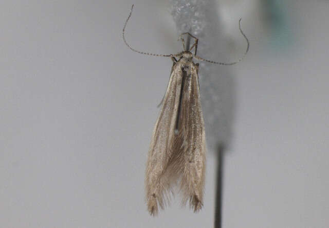 Coleophora alticolella Zeller 1849的圖片