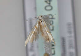 Image of Argyresthia submontana Frey 1870