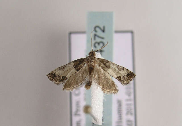 Image of Moth