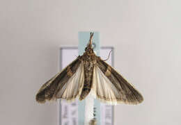 Image of Moth