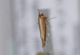 Imagem de Argyresthia aurulentella Stainton 1849