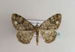 Image of brindled white-spot