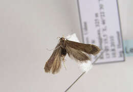 Image of Anacampsis timidella Wocke 1887