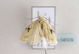 Image of Agonopterix petasitis Standfuss 1851