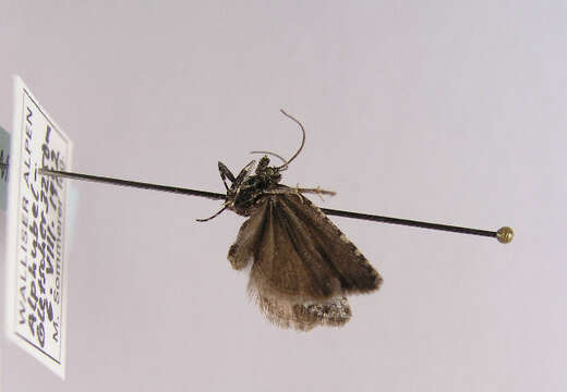 Image de <i>Sphaleroptera alpicolana buseri</i>