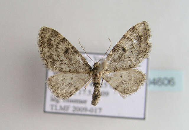 Слика од Eupithecia tantillaria Boisduval 1840