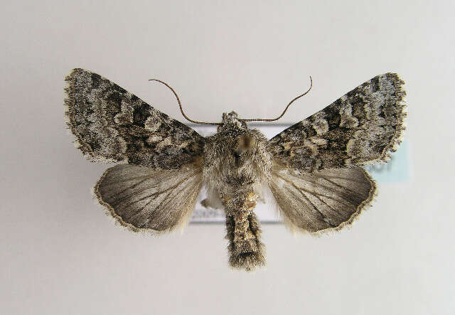 Image of broad-barred white