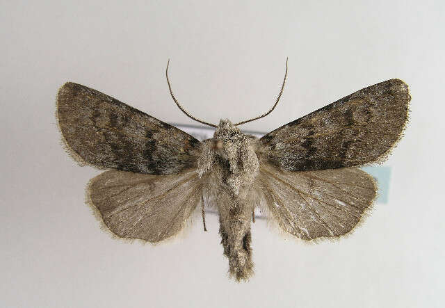 Image of Agrotis simplonia Geyer 1832