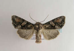 Image of Beautiful Brocade