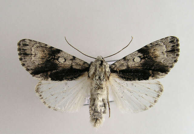 Acronicta alni Linnaeus 1767 resmi