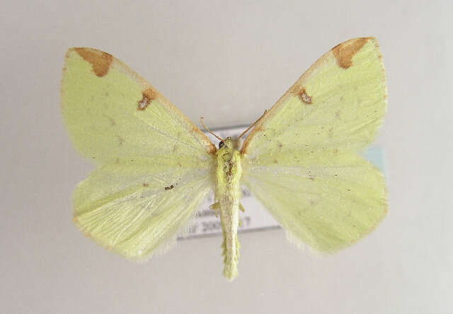 Image of brimstone moth