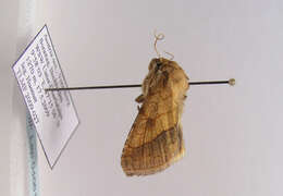 Image of bordered sallow