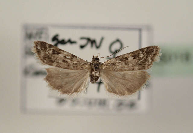 Eudonia petrophila Standfuss 1848的圖片