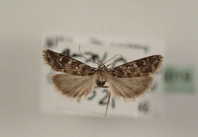 Eudonia petrophila Standfuss 1848的圖片