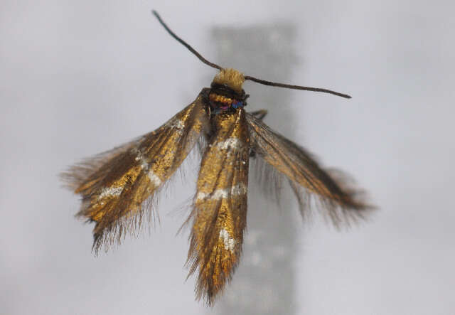 Imagem de Micropterix aruncella Scopoli 1763