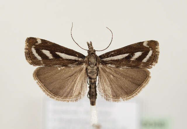 صورة Catoptria