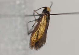 Imagem de Micropterix aruncella Scopoli 1763