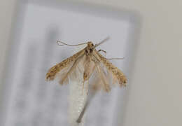 صورة Aspilapteryx limosella (Duponchel 1843)