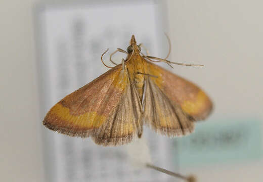 Image of Pyrausta castalis Treitschke