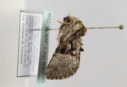 Image of nut-tree tussock