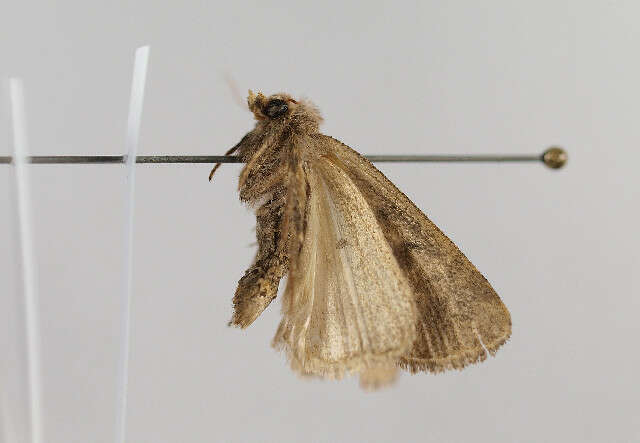 Image of The Mottled Rustic, Brungult Lövfly