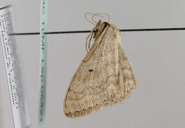 Слика од Scopula incanata Linnaeus 1758