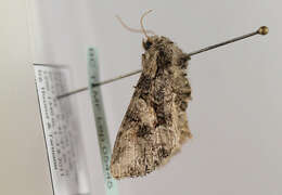Image of Beautiful Brocade