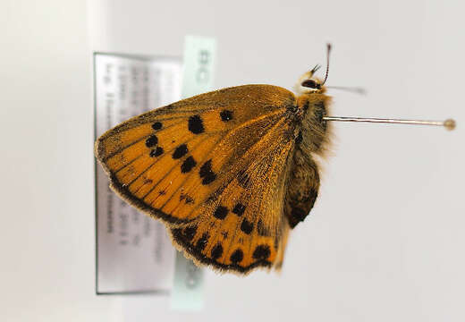 Image of <i>Lycaena virgaureae</i>