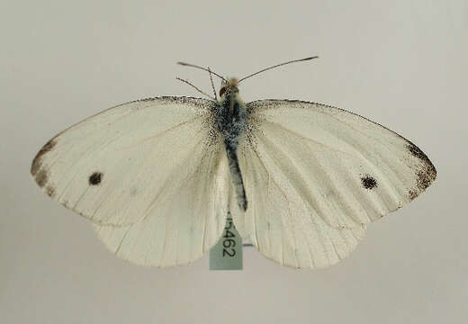 Plancia ëd Pieris napi (Linnaeus 1758)