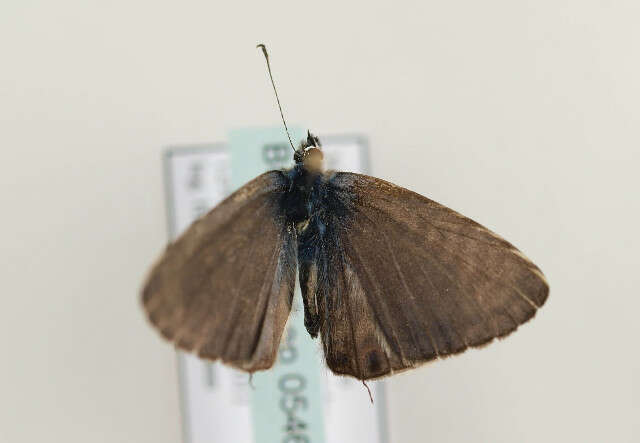 Image of Lang's Short-tailed Blue