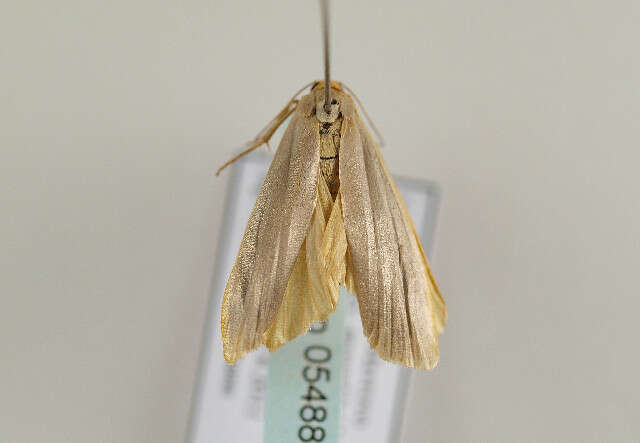 Image of scarce footman