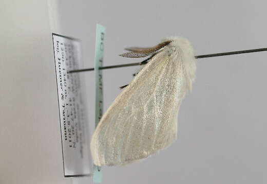 Image of White Satin Moth