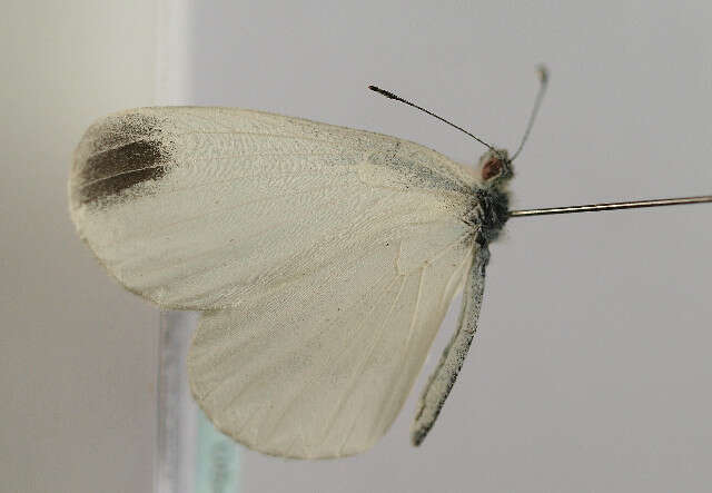 Image of Wood White