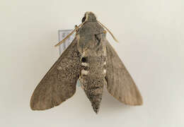 Image of dusky hawk-moth