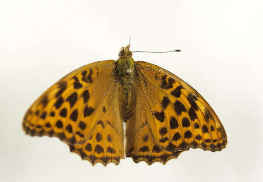 Imagem de Argynnis paphia Linnaeus 1758