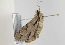 Imagem de Acronicta psi Linnaeus 1758