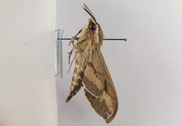 Image of striped hawk-moth