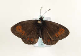 Image of Erebia euryale Esper 1777