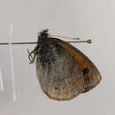 Image of <i>Erebia ottomana</i>