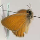 Image of <i>Coenonympha rhodopensis</i>