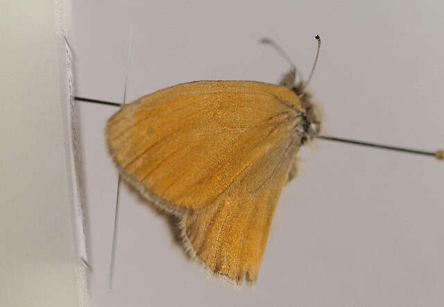 Image of <i>Coenonympha rhodopensis</i>