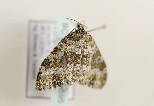 Image of yellow-ringed carpet