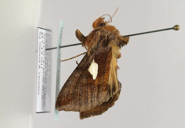 Autographa bractea Schiffermüller 1776 resmi