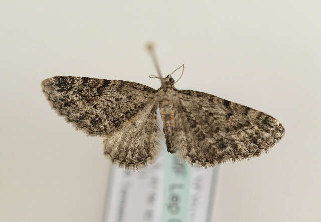 Image of tawny speckled pug