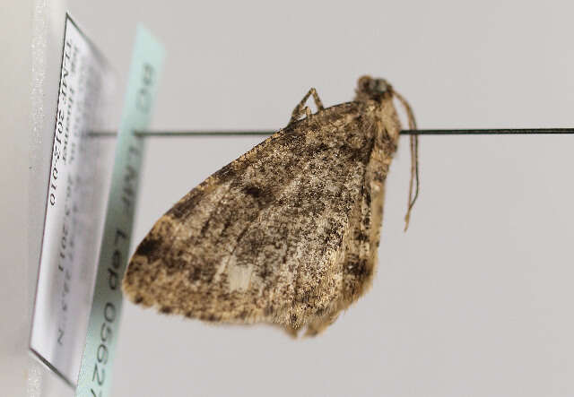 Image of brindled white-spot