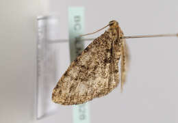 Image of brindled white-spot