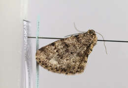 Image of brindled white-spot